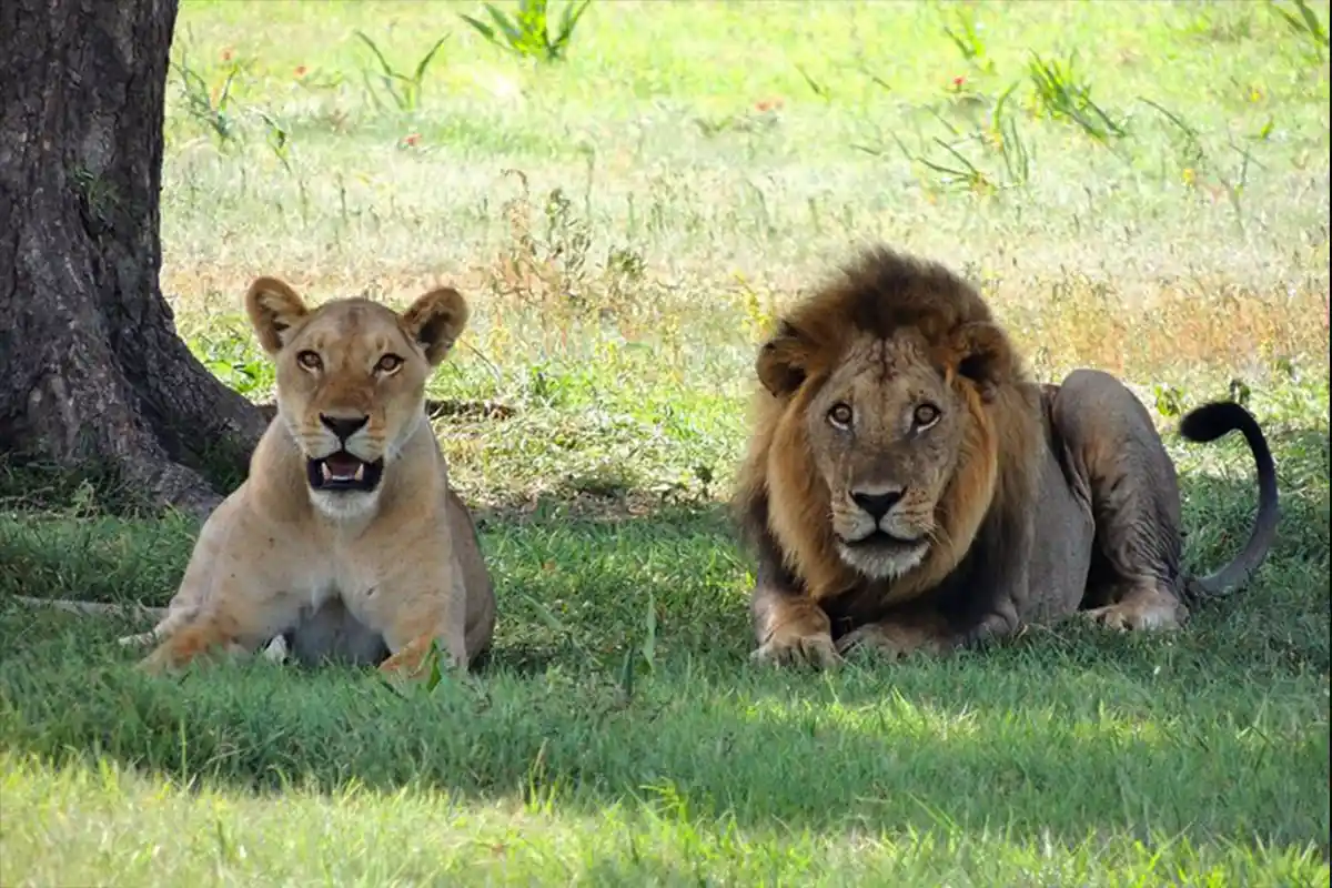 5 Days Budget Safari Tanzania Serengeti Tarangire Lake Manyara Lake Eyasi