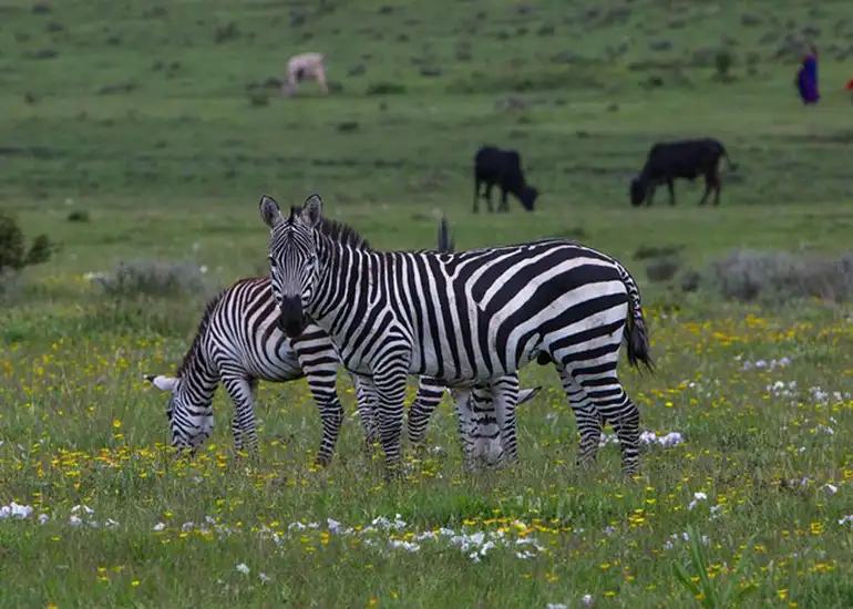 5 Days Budget Safari Tarangire Serengeti Ngorongoro Crater