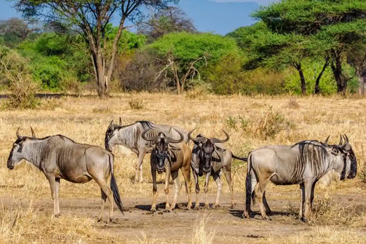 5-Day Calving Season Safari Ndutu Short Grass Plains
