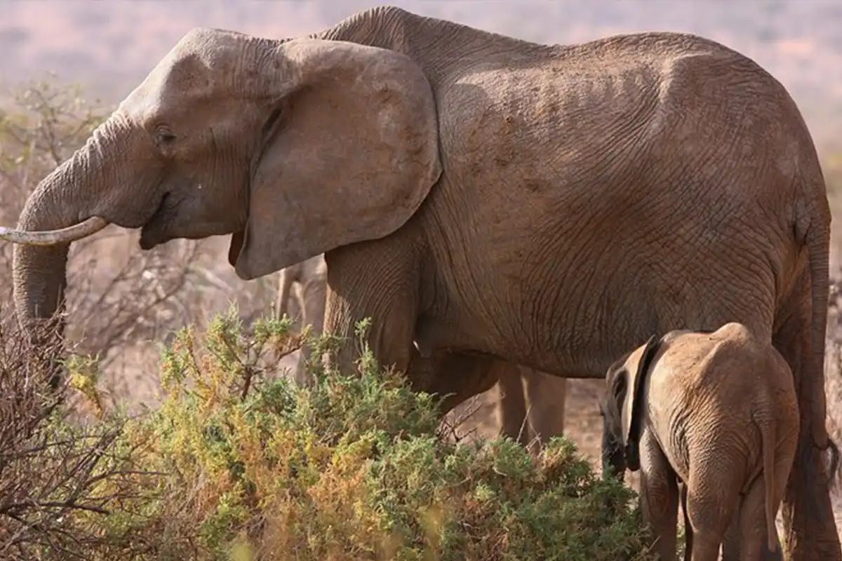5 Days Friendly Family Safari Arusha Tarangire Serengeti Ngorongoro Crater