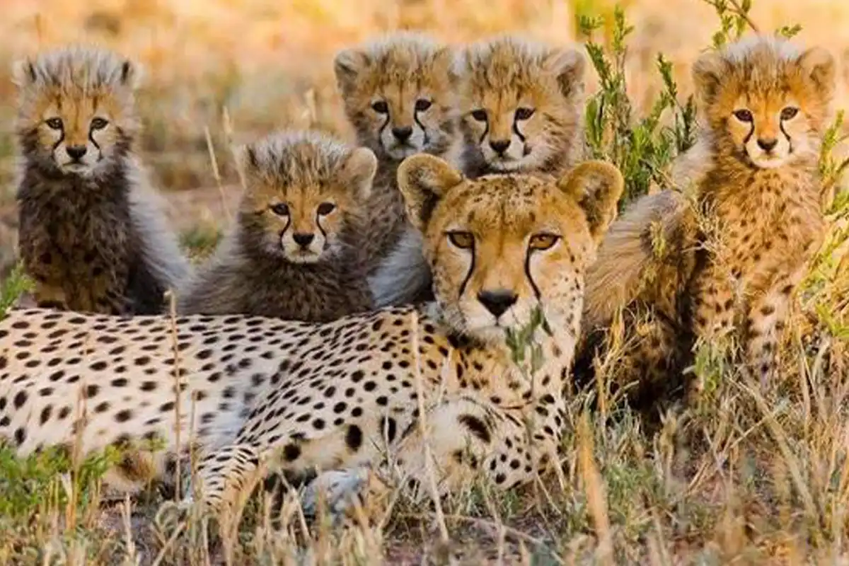 5 Days Friendly Family Safari Tarangire Lake Eyasi Serengeti