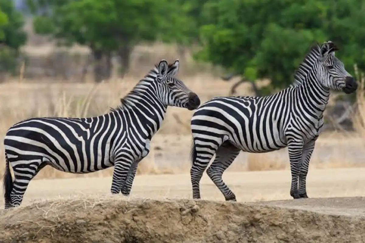5 Days Friendly Family Safari Tarangire Lake Manyara Serengeti