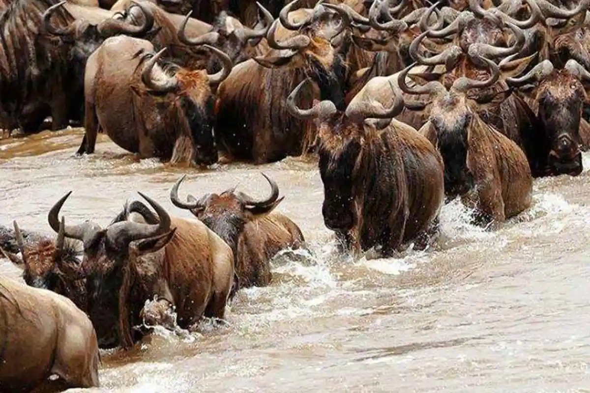 Great Migration River Crossing