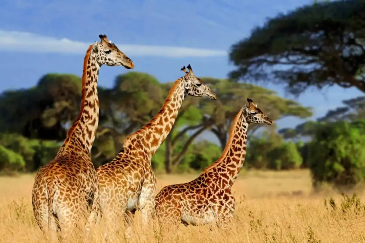 5-Day Great Migration Safari Northern Serengeti 2026-2027
