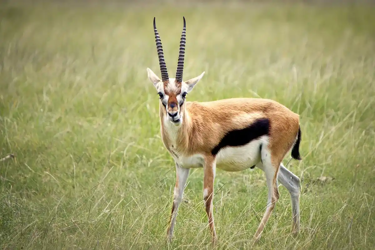 5-Day July to October Serengeti Wildebeest Migration Safari