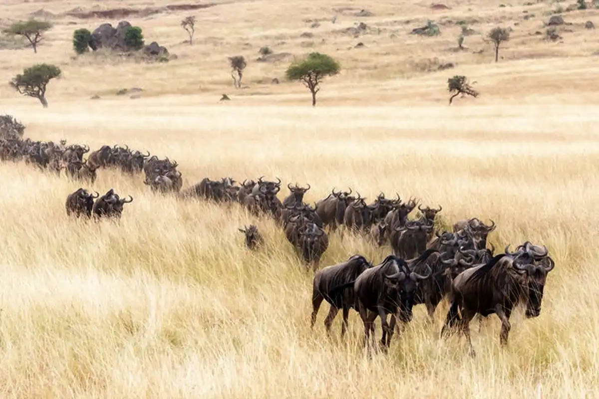 5-Day July to October Serengeti Wildebeest Migration Safari