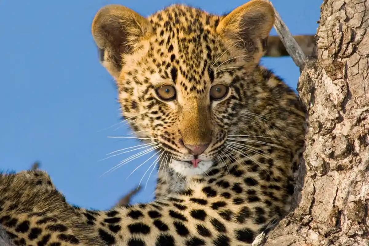 5-Day Kogatende North Serengeti Migration Safari