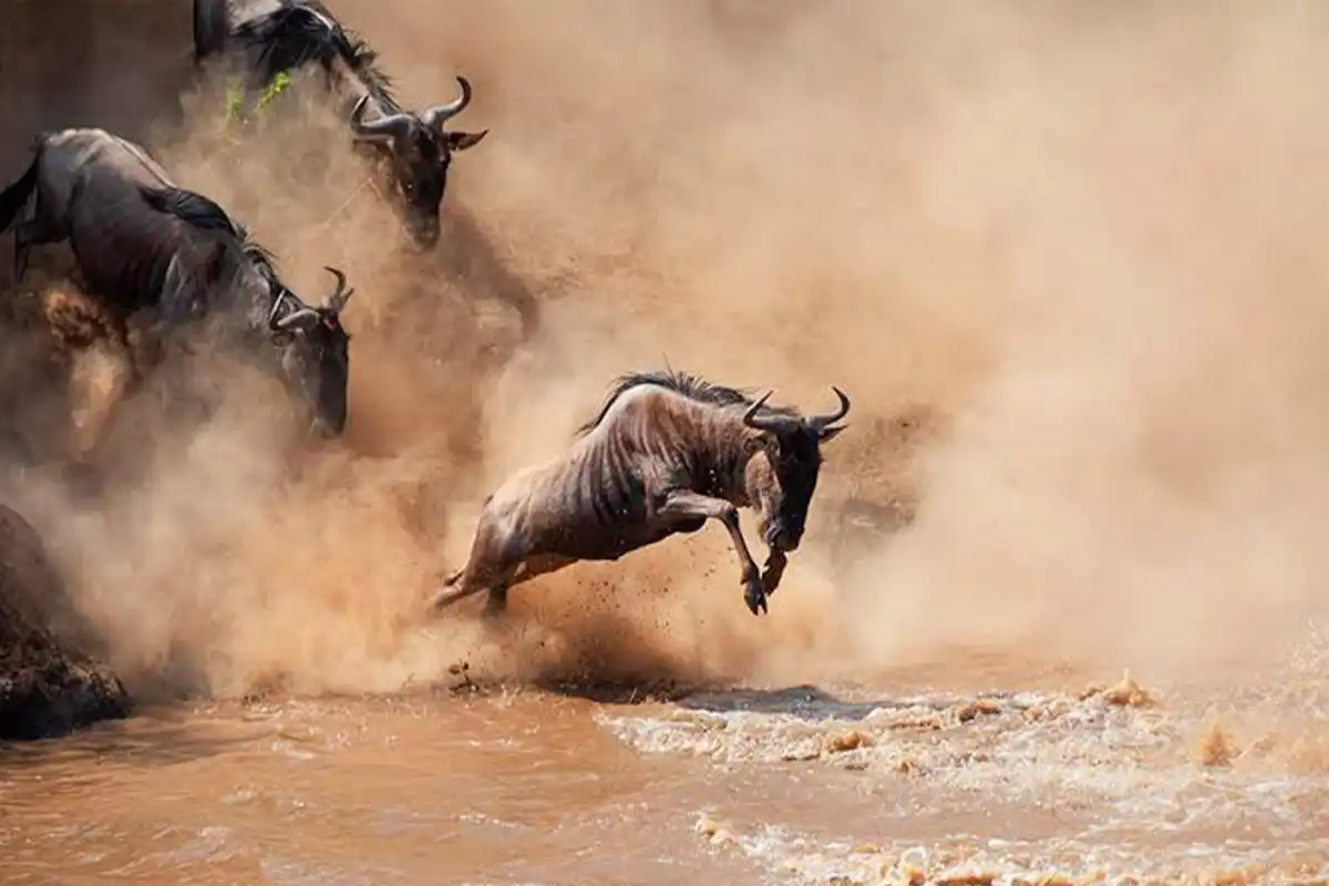 5 Days Kogatende North Serengeti Migration Safari
