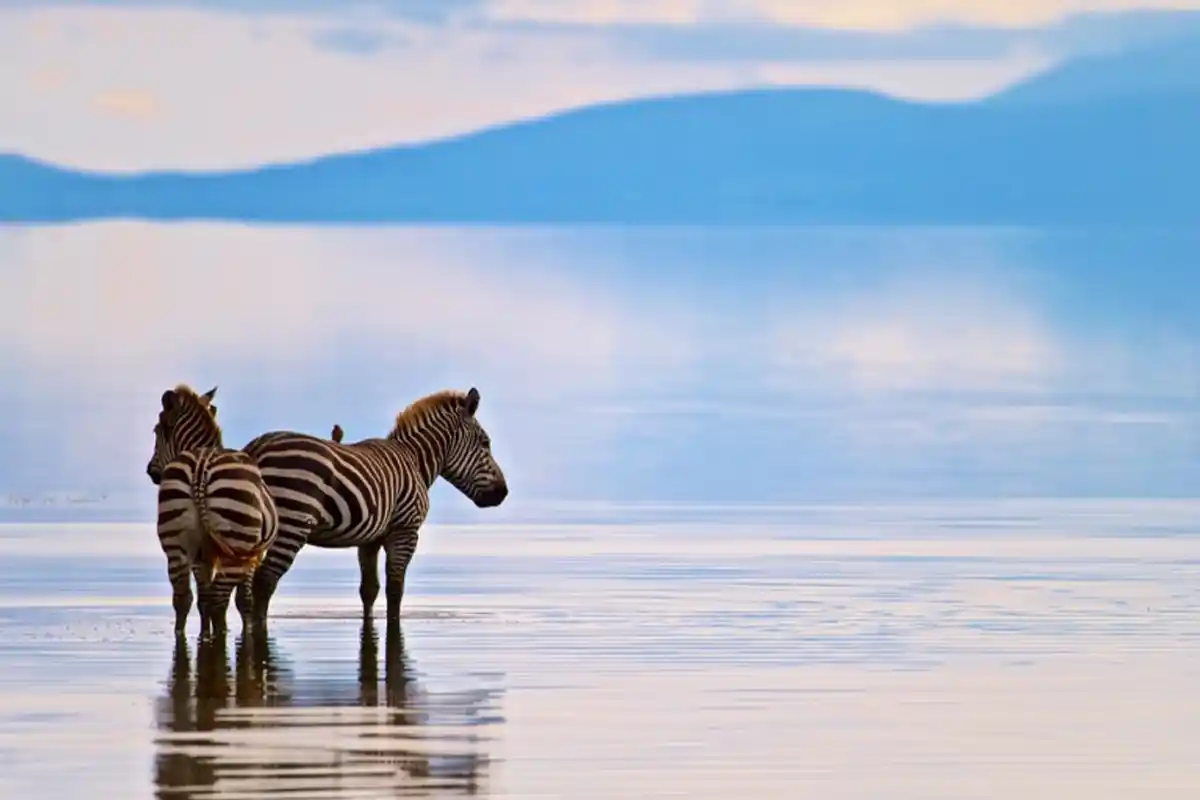 5 Days Last Minute Safari Lake Manyara Ngorongoro