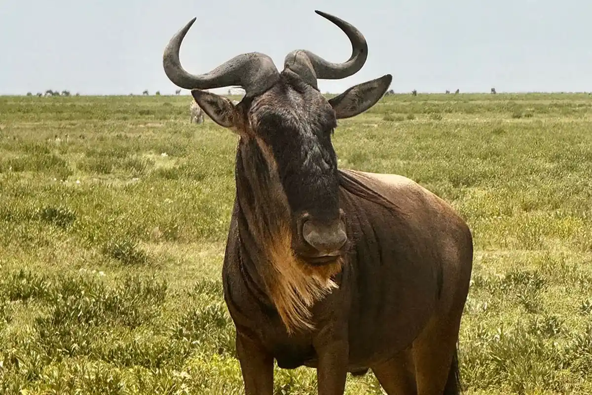 5 Days Last Minute Safari Serengeti Ngorongoro