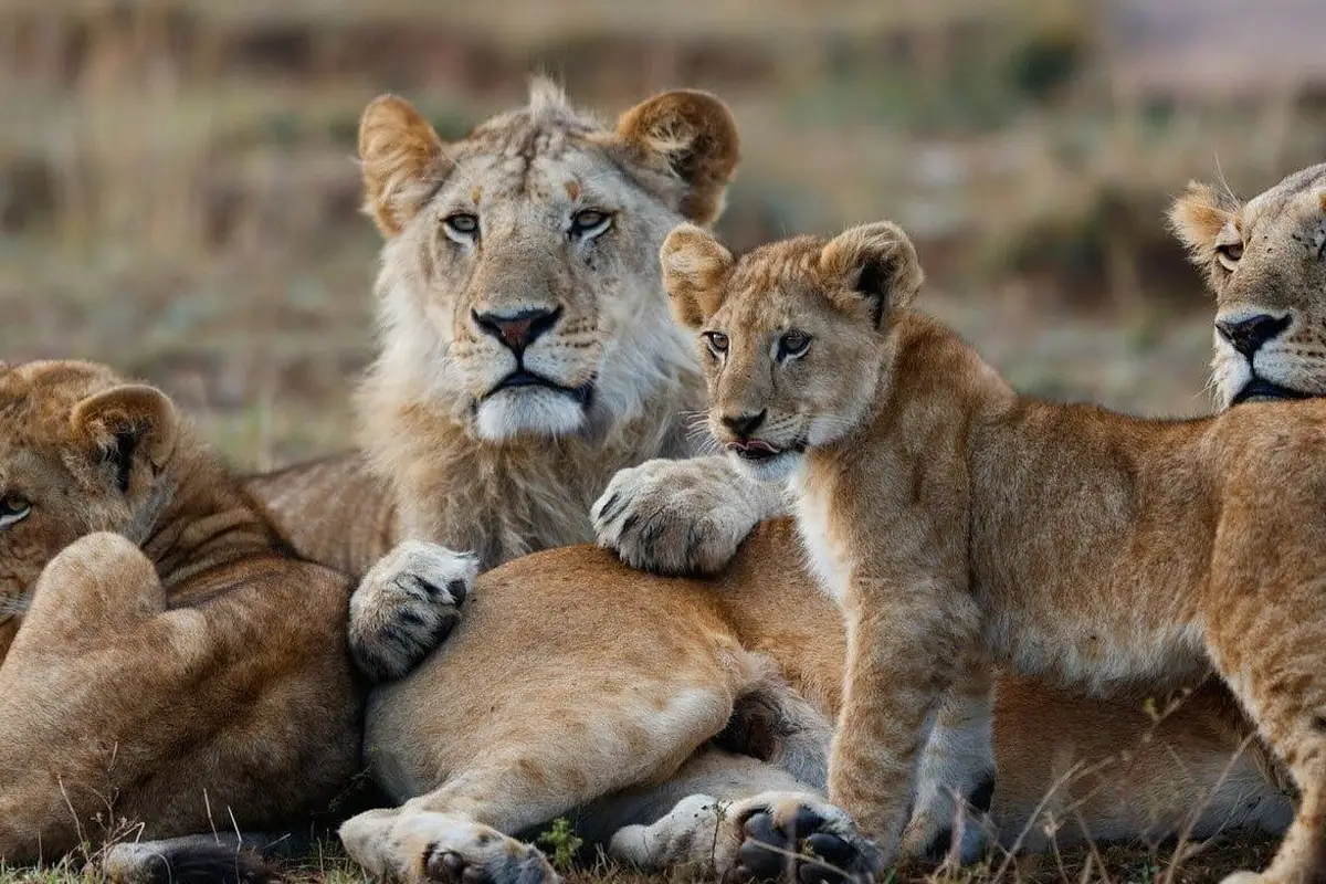 3 Days Last Minute Safari Tarangire Ngorongoro