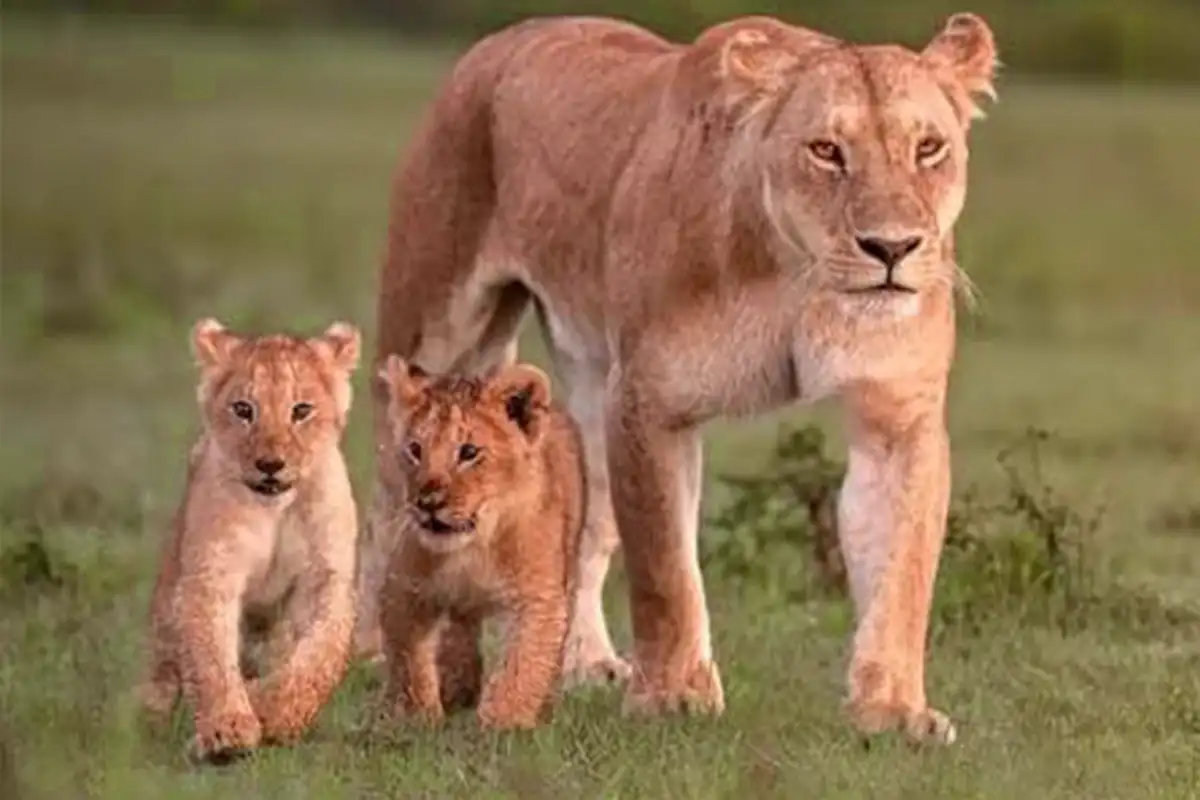 5 Days Luxury Ndutu Calving Escape
