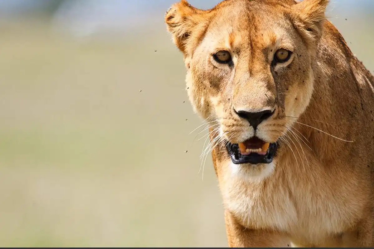 5 Days Luxury Safari Serengeti Ngorongoro Crater Tarangire National Park