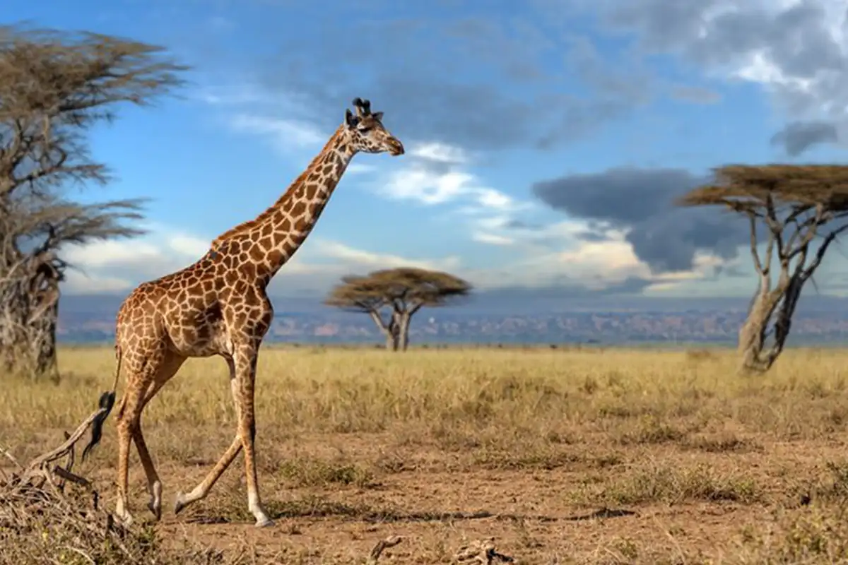 5 Days Luxury Safari Serengeti with Cultural Immersion