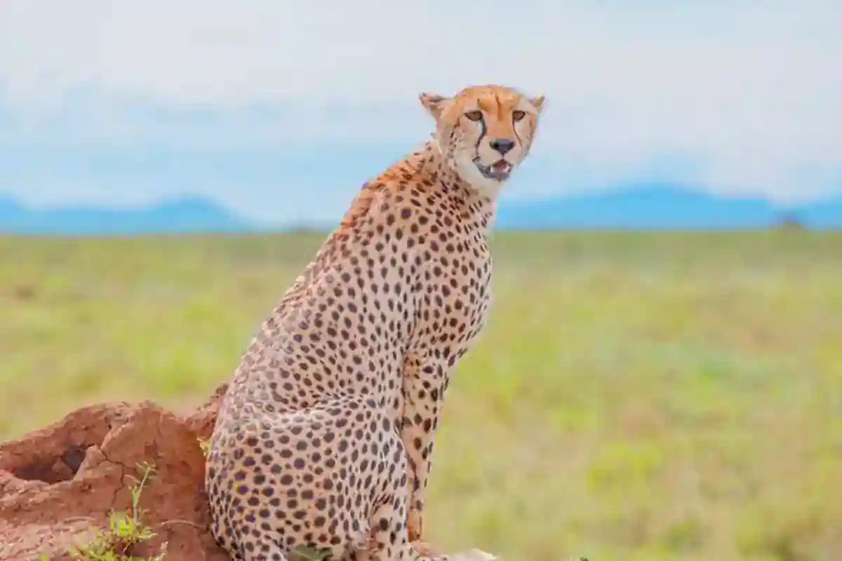 5 Days Mid-Range Southern Serengeti Calving Safari