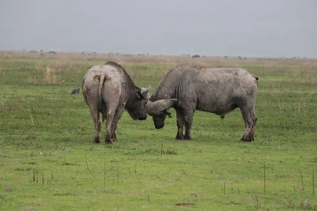 5 Days Midrange Safari Tarangire Lake Manyara Ngorongoro