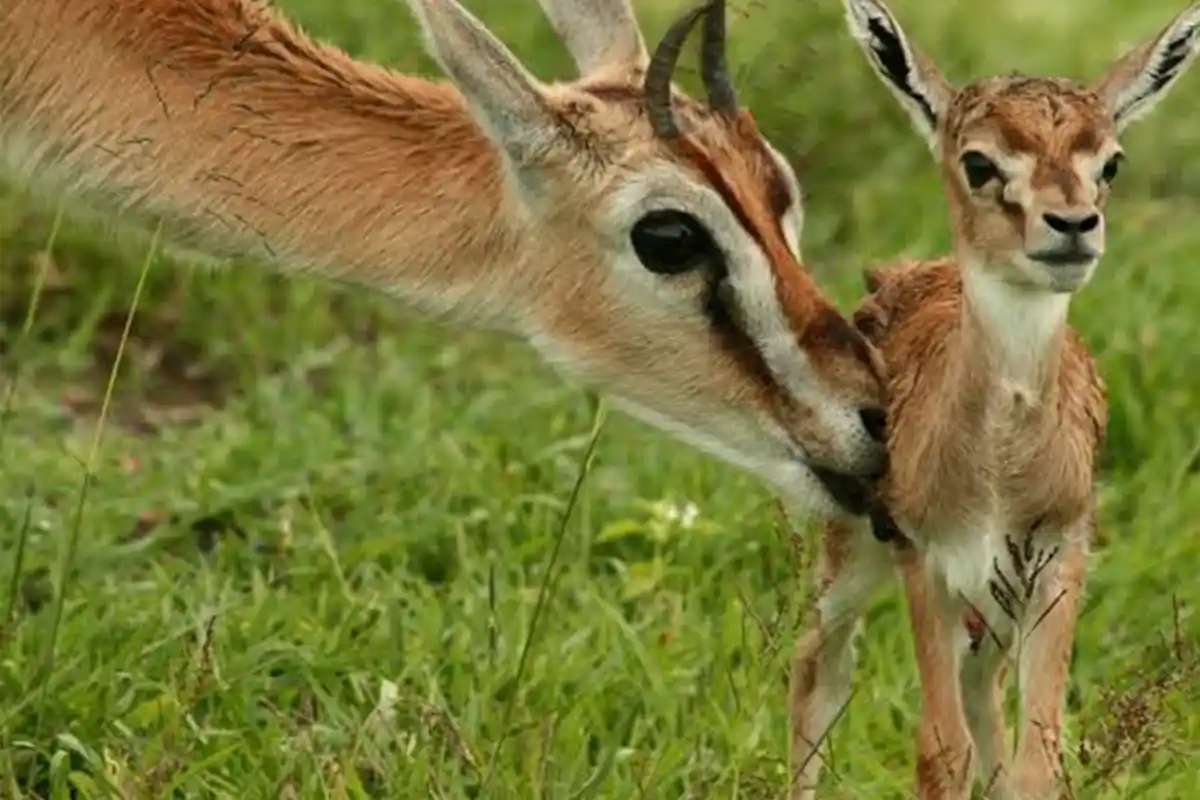 5 Days Ndutu Annual Calving Event Safari