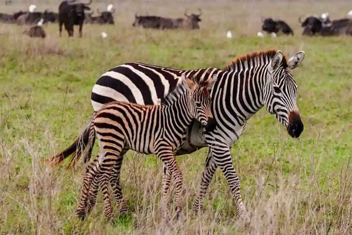 5 Days Ndutu Calving Grounds Tour Tanzania