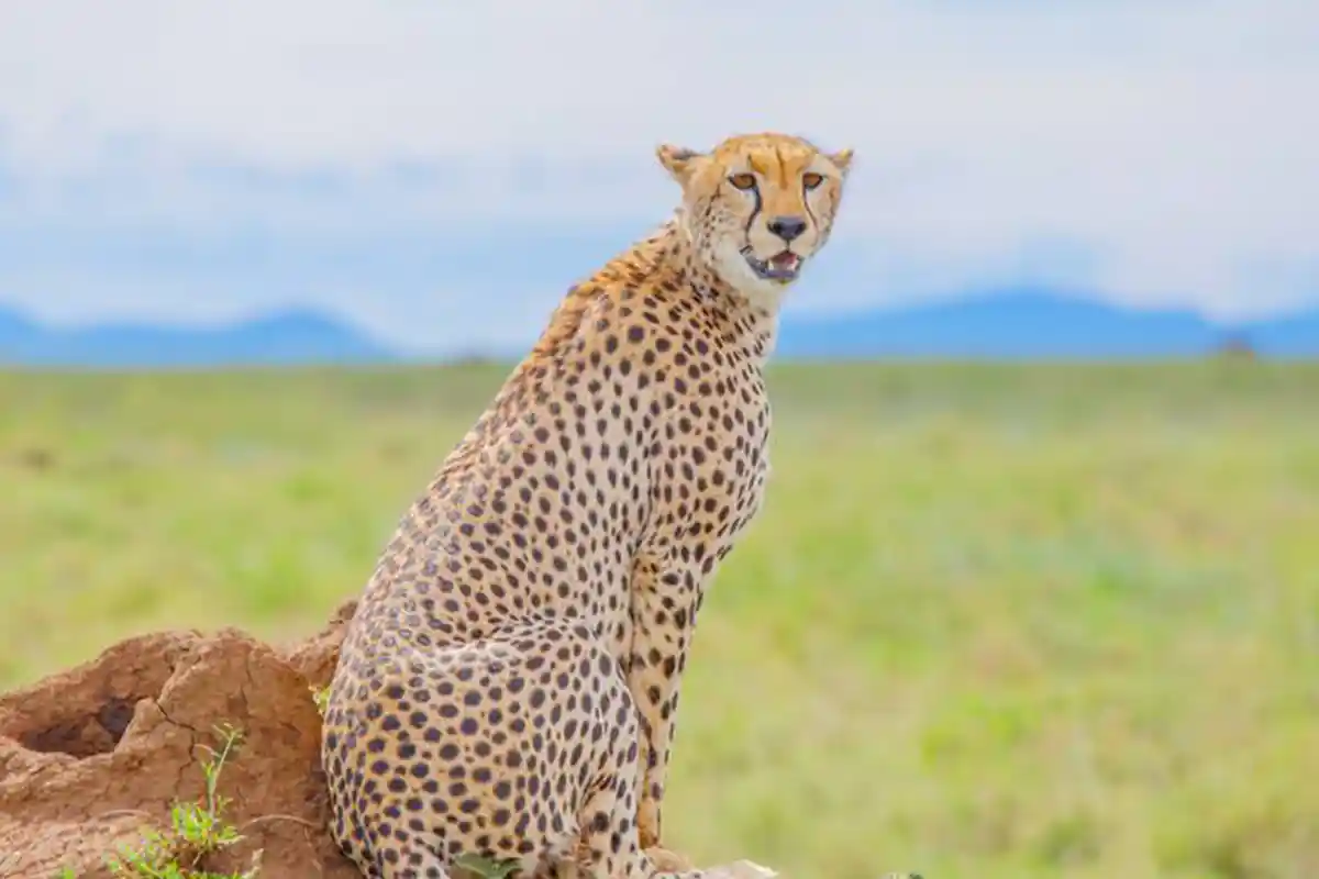5-Day Ndutu Calving Season Safari with Ngorongoro Crater
