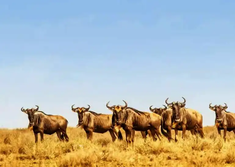 Peak Season Wildebeest Migration Safari showing herds on plains