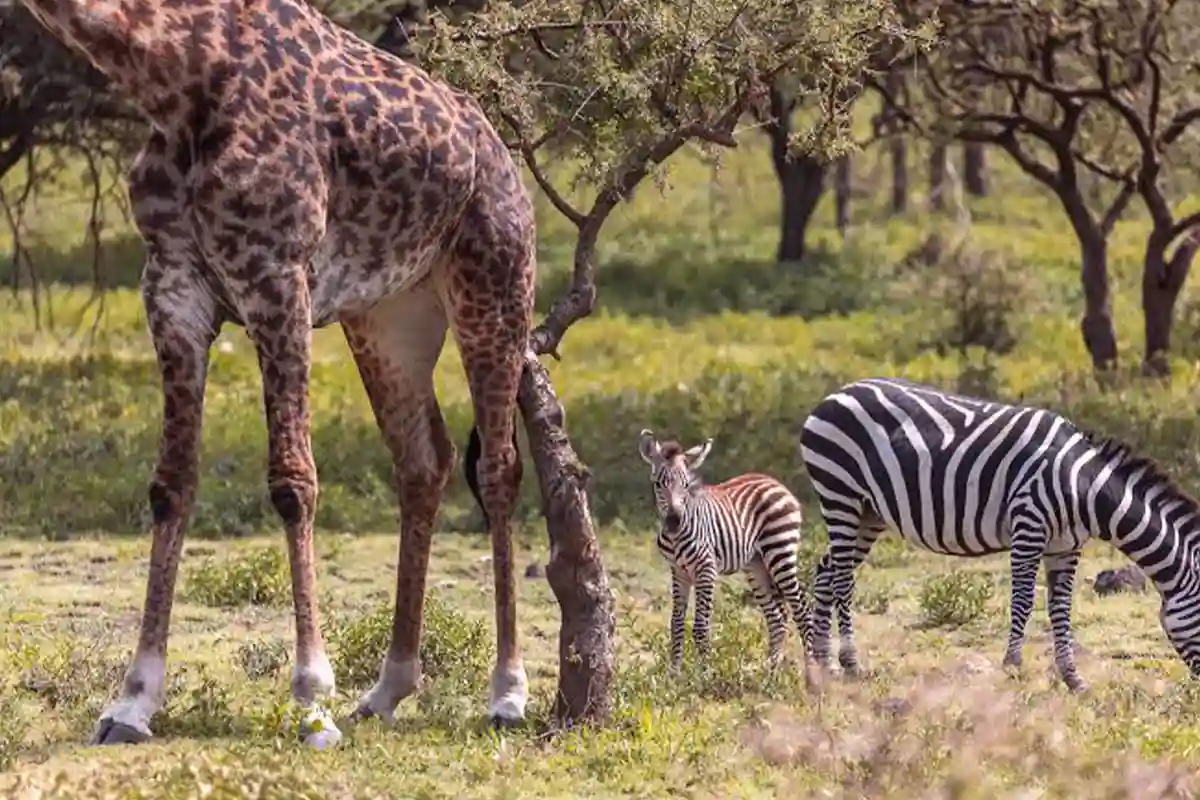 5 Days Serengeti Calving Wildlife Tour