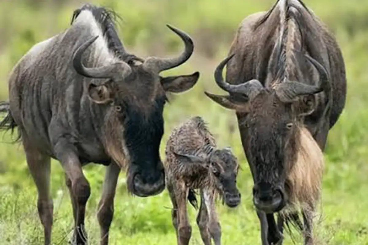 5 Days Serengeti Wildebeest Birthing Tour