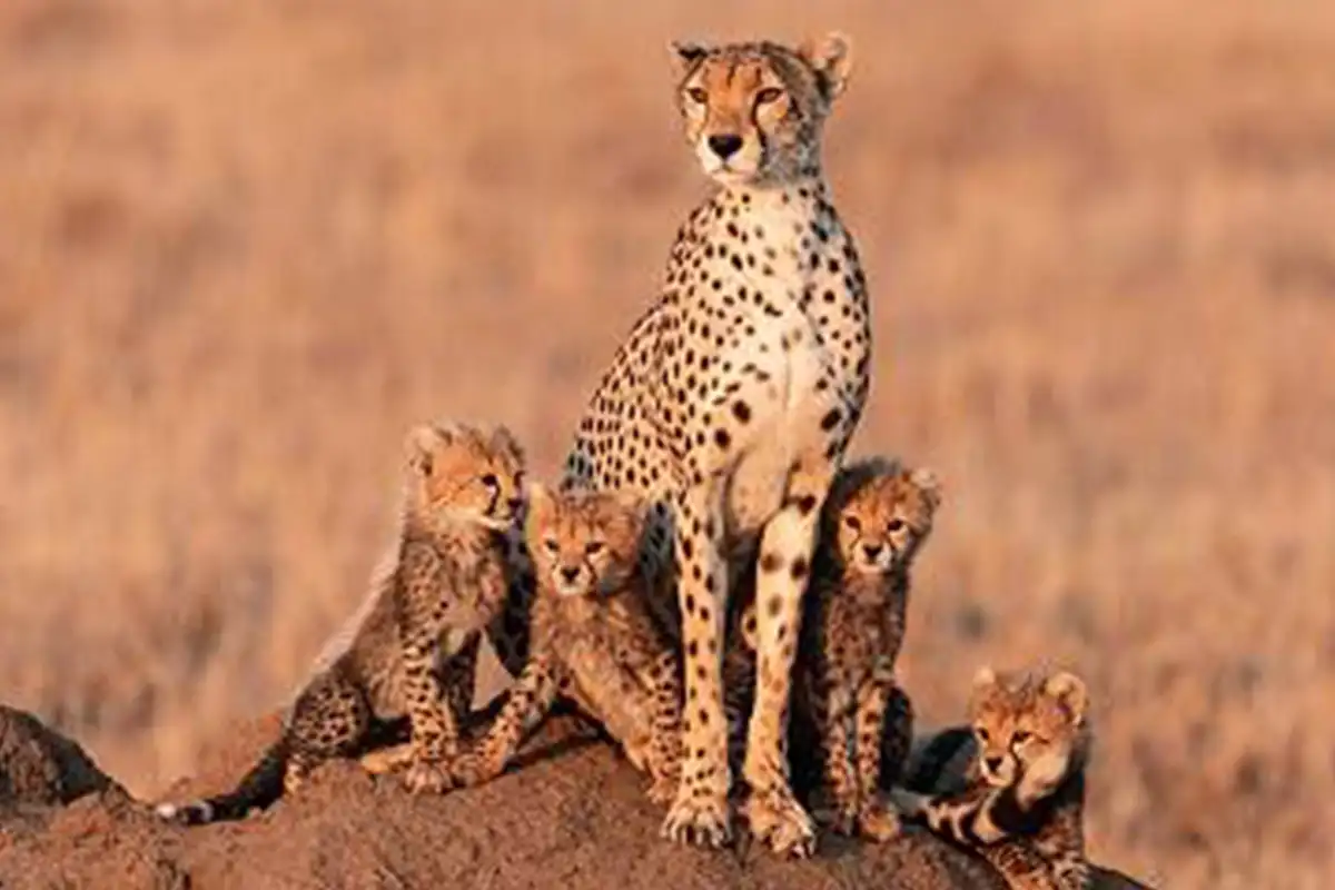 5 Days Southern Serengeti Birthing Season Safari