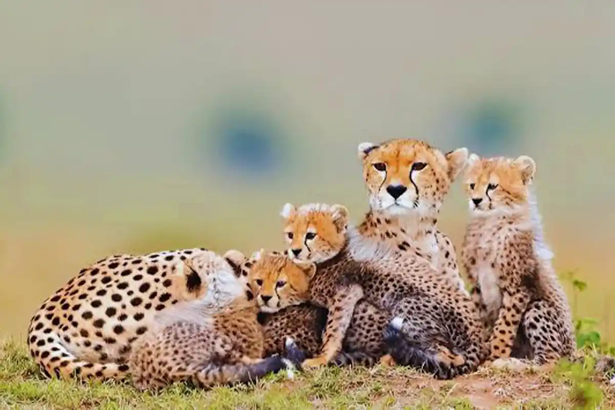 5 Days Southern Serengeti Newborn Calves Safari