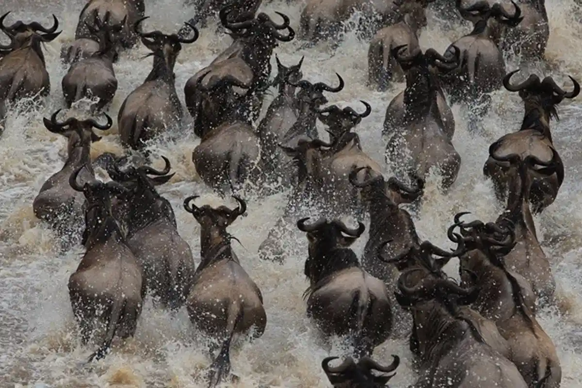 Super Great Migration