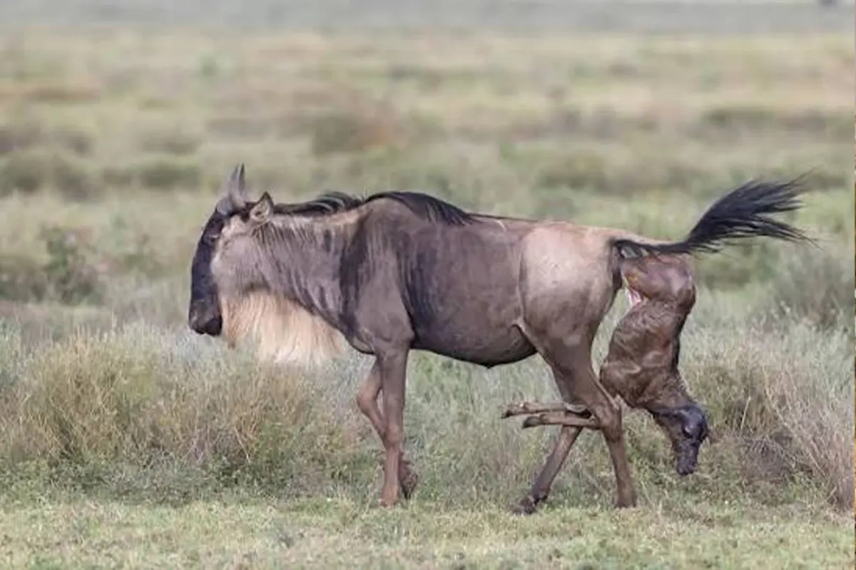 5 Days Tanzania Calving Season Safari