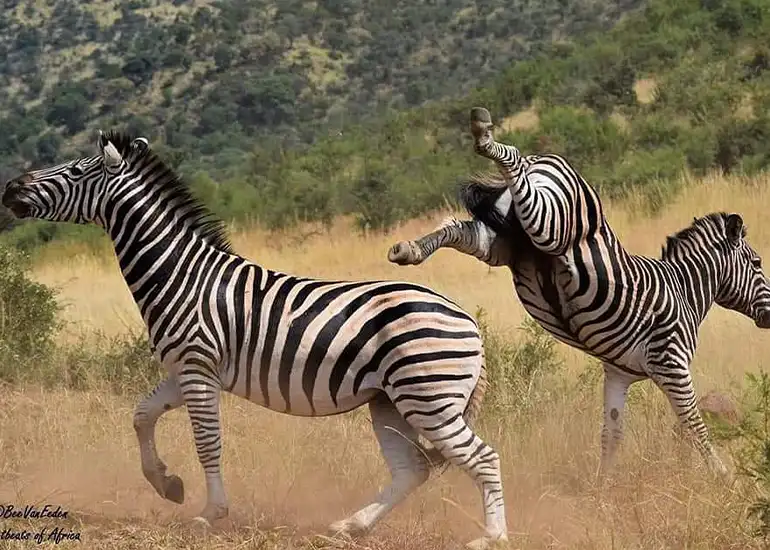 5 Days to Witness Great Migration Safari with Tanzania