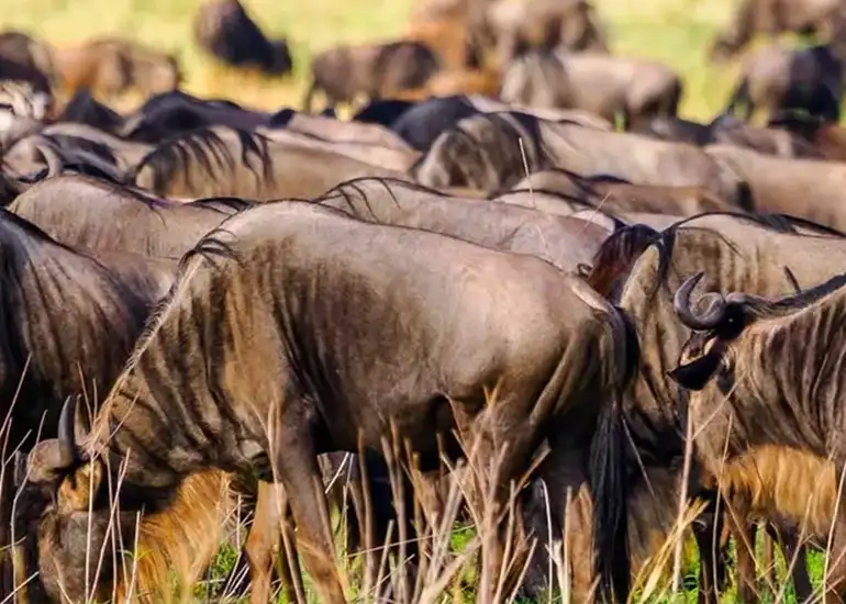 5-Day Ultimate Great Migration Safari with Ngorongoro Crater