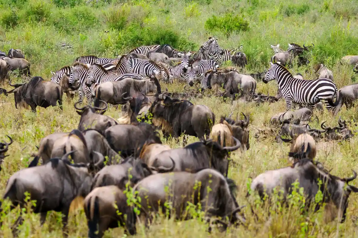 5 Days Ultimate Great Migration Safari Ngorongoro Crater