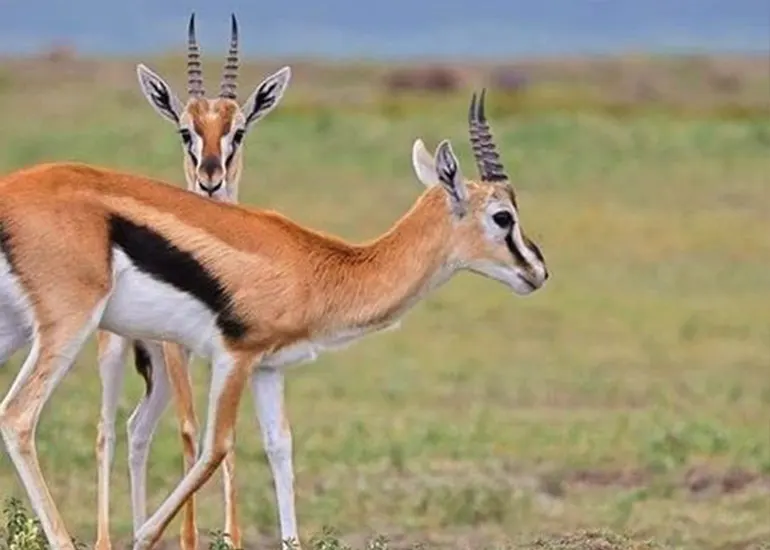 5 days safari  Tarangire, Lake manyara & Serengeti