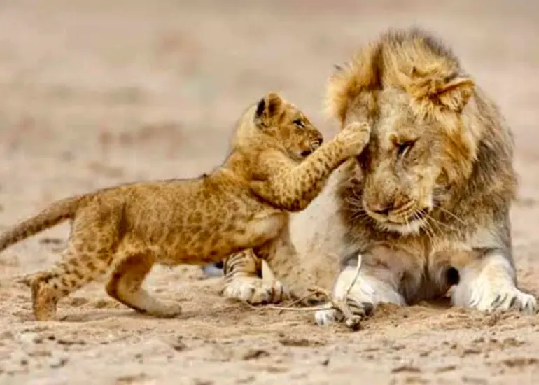 5 Day Luxury Safari: Lake Manyara, Serengeti & Ngorongoro Crater