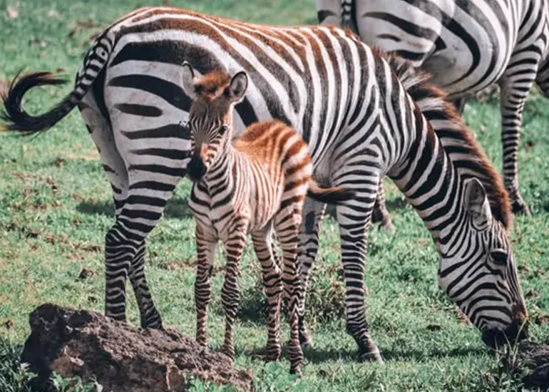 5 Day Luxury Safari: Tarangire, Ngorongoro, Serengeti & Lake Manyara