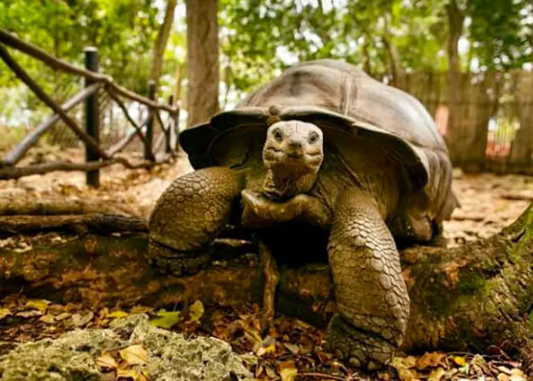 5 Day Luxury Safari & Beach Escape: Serengeti & Zanzibar