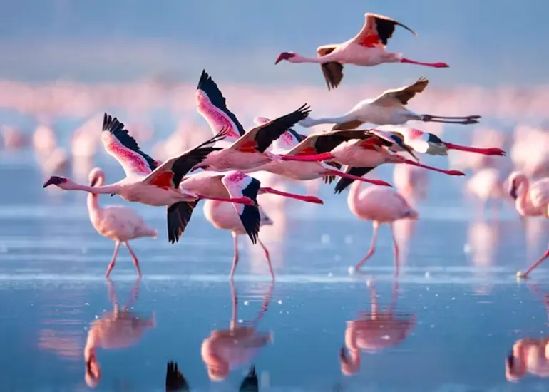 5 days safari Lake manyara, Serengeti , Ngorongoro & Tarangire
