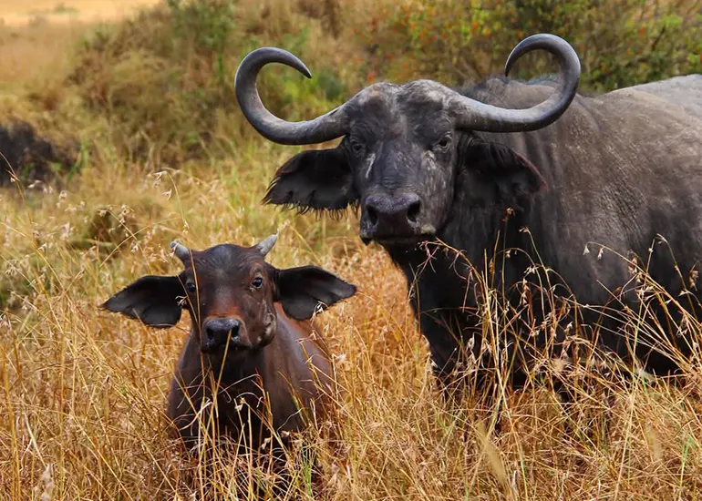 5 Days  Serengeti and Ngorongoro Crater