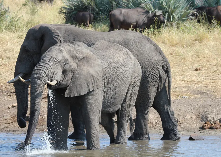 5 days Tarangire, Lake manyara and Ngorongoro