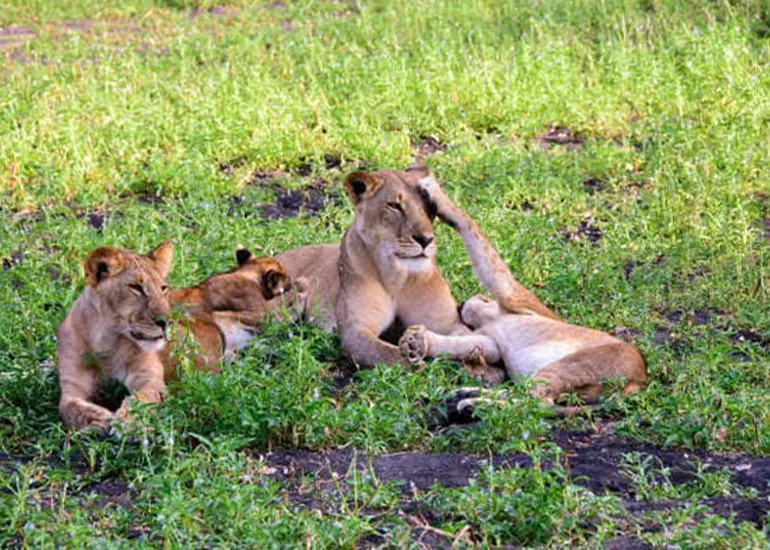 5 days mid-range safari Tarangire and Serengeti
