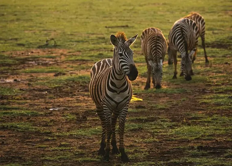 5 days safari Tarangire, Serengeti and Ngorongoro crater
