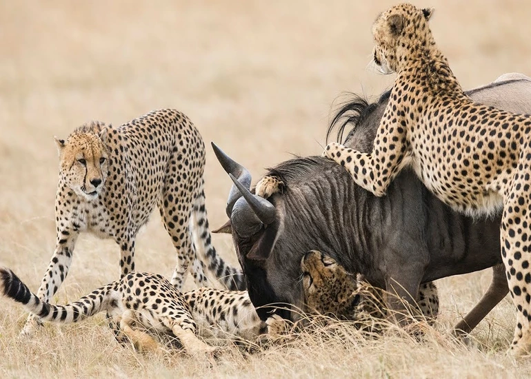 5 Days Luxury Safari to Serengeti, Ngorongoro & Tarangire