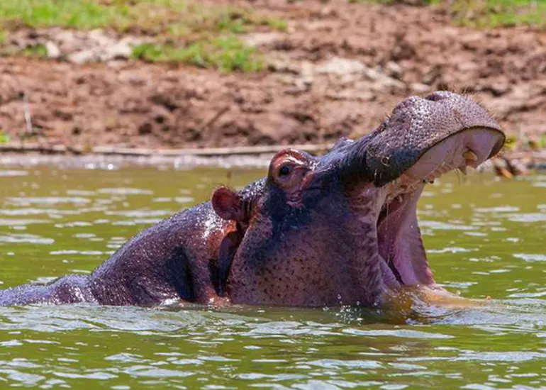 5 days budget safari - Lake manyara, Serengeti, Ngorongoro & Tarangire national park