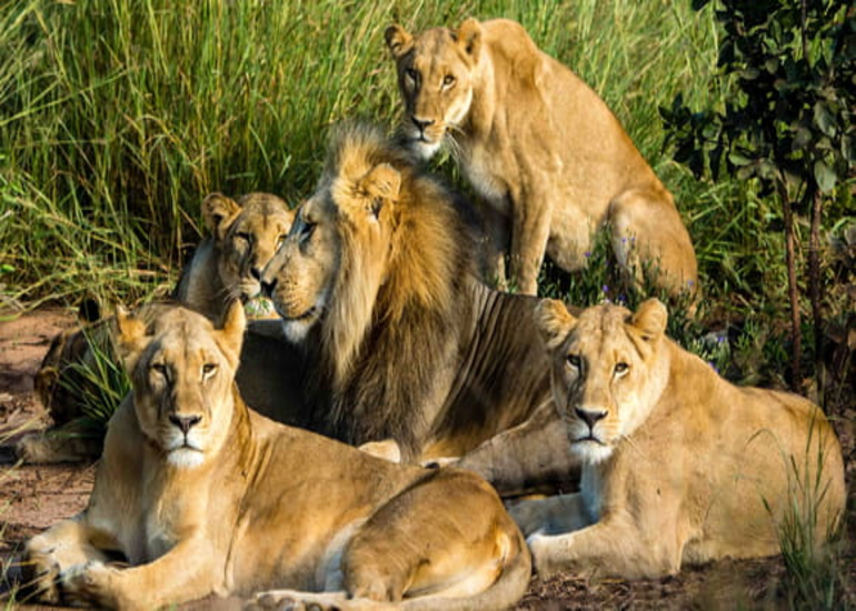 5 Day  Serengeti and Ngorongoro Crater