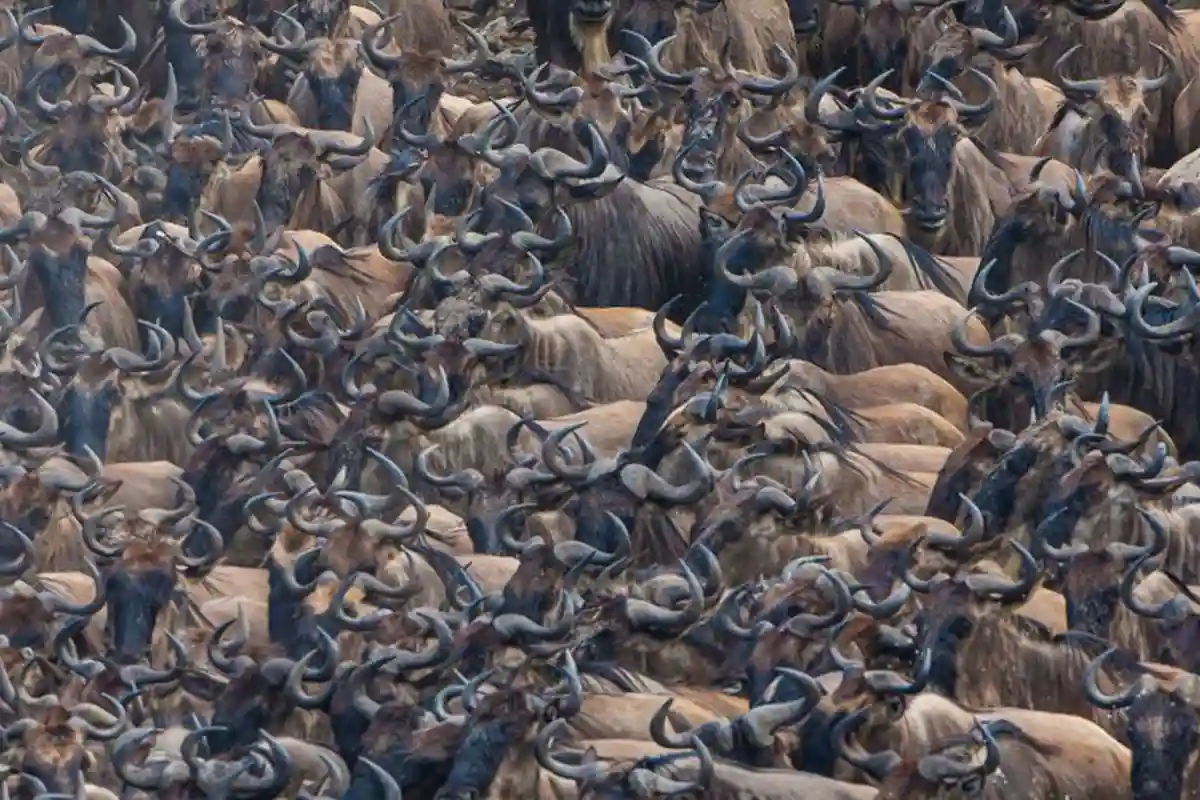 Northern Serengeti Migration Safari