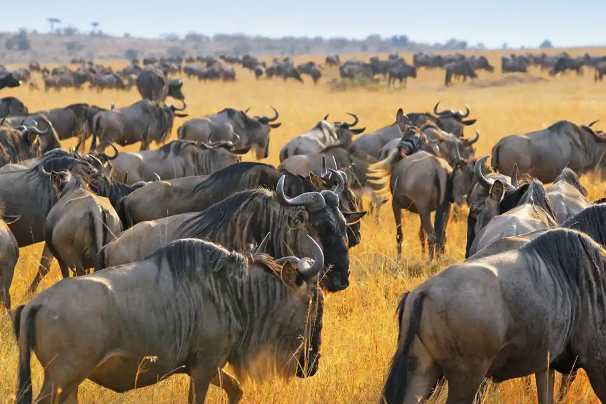 Super Great Migration Safari