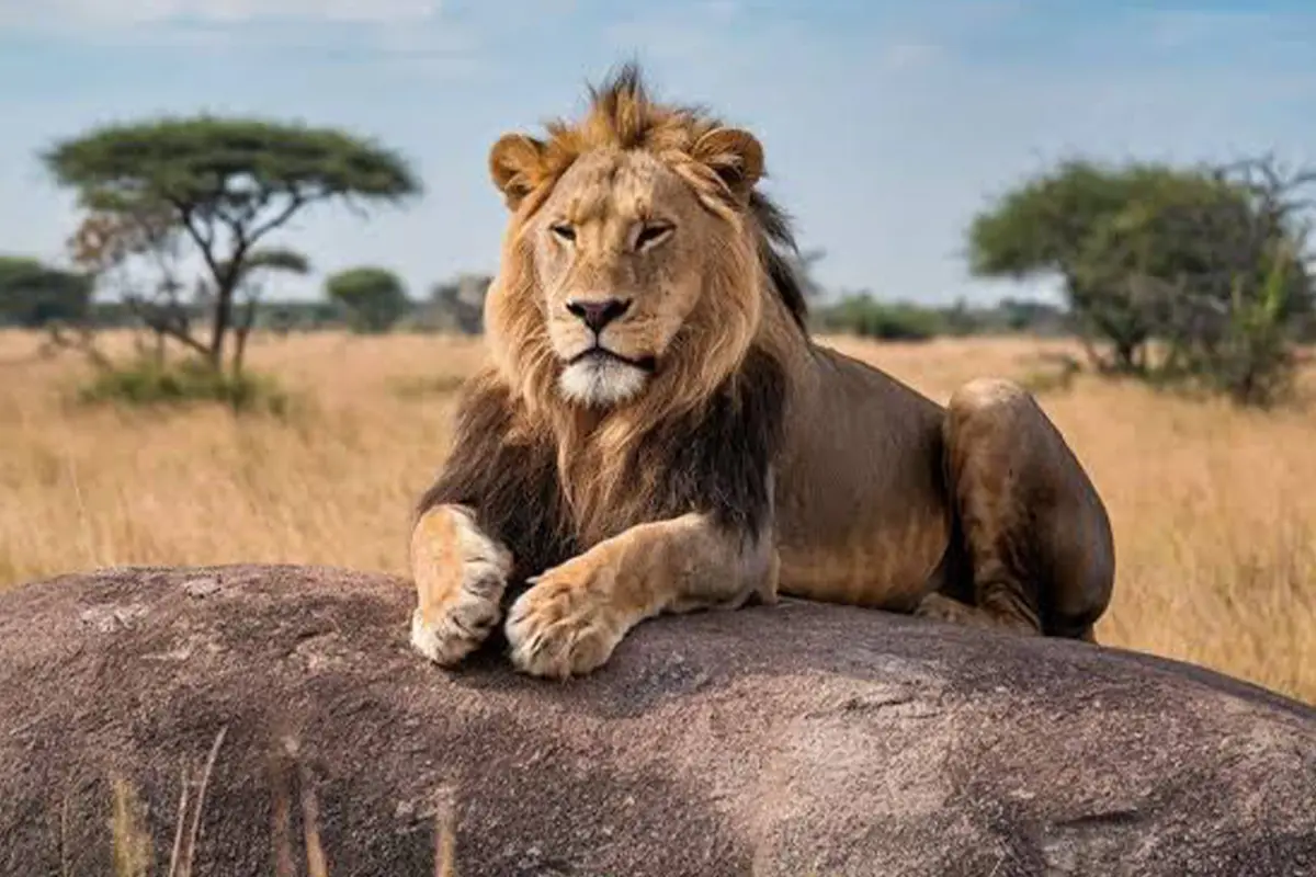 Affordable Tanzania Safari Packages