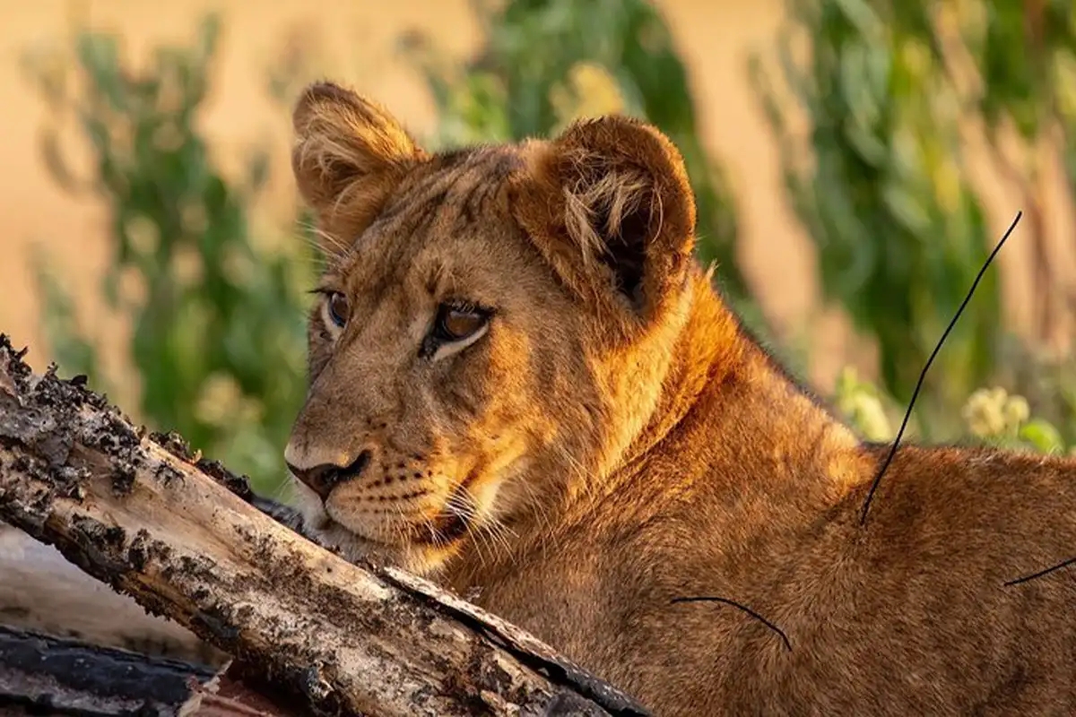 Best Local Tour Operator Arusha Moshi