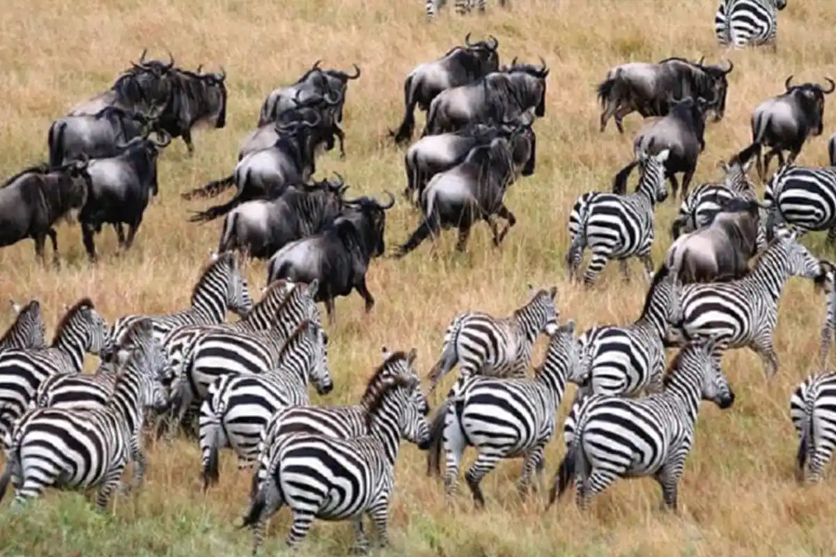 Best Time for Serengeti Migration Safari